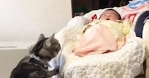 赤ちゃんをやさしく見守る実家の猫→『５年後』、久しぶりに対面すると…心温まる光景が190万再生「本当にいい子」「ウルウルときた」