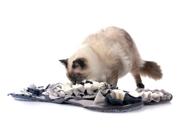 タオル？に興味を示す猫