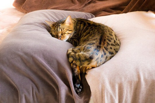猫が信頼している人にみせる『寝相』5つ　無防備な姿に隠された心理とは