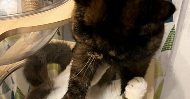 『顔凹んでる』母から送られてきたLINEを見たら、猫が…まさかの光景に「めり込むことあるんだｗ」「ムキュッｗｗ」と爆笑の声