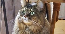 『モフモフな猫』が座った結果→全身を見ると……『あまりにも綺麗すぎるシルエット』に２万いいね「美しい」「ゴージャスな毛並み」と反響