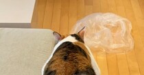 『あんた、本当に猫なのかい？ｗ』→ソファでくつろぐ猫を見たら…「モノレールかなｗ」「独特なくつろぎ方ｗ」驚きの光景に２万いいね