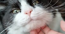 猫のアゴをなでなでしていたら、『表情が変化』して…予想もしていなかった『衝撃の光景』に爆笑する人が続出「おもしろ可愛いｗ」「至福ｗｗ」