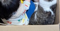 『仲良しな男の子と猫』がダンボールの中で…ほのぼのとした日常の光景が癒されると２万いいね「秘密基地ｗ」「内緒話かなｗ」とSNSで反響