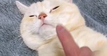 お腹のあたりをゆらゆらと揺らされる猫→『顔を触られそうになった』次の瞬間…笑ってしまう展開に２万いいね「鉄壁ｗ」「きゃわいいｗ」