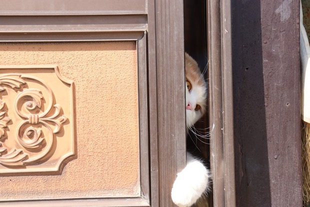 脱走を試みる猫