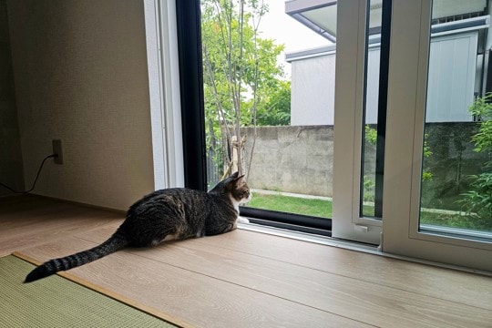 猫が『脱走』してしまったときにすべきこと6つ 探し方のポイントや再発予防策も解説