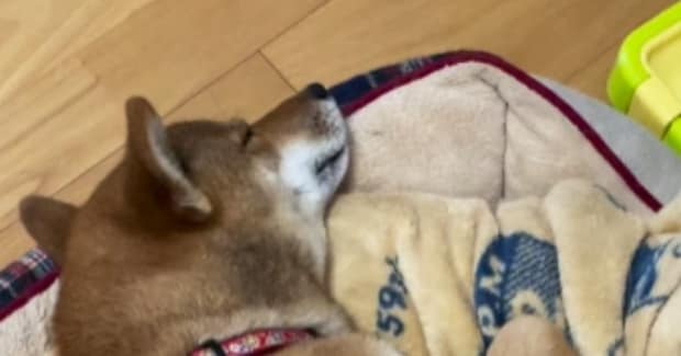 犬を見て育った猫→犬といっしょに『お昼寝』すると……まさかの『可愛すぎる光景』が25万再生「シンクロすぎｗ」「愛おしい」とSNSで反響