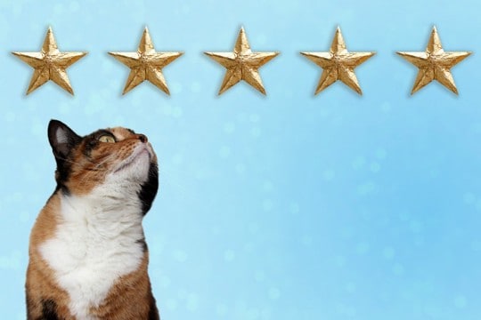 猫が家族に『順位付け』していると感じる3つの行動　態度を変える理由や法則も解説