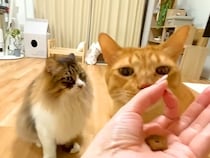 野良時代を生き抜いた２匹のネコ→SNSで話題の『賢さチェック』をした結果…『意外な光景』が話題「ポンコツだったｗｗ」「必死な顔がｗ」