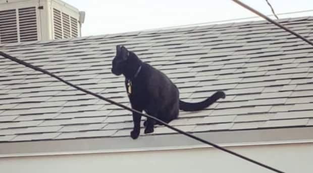 屋根の上に黒猫