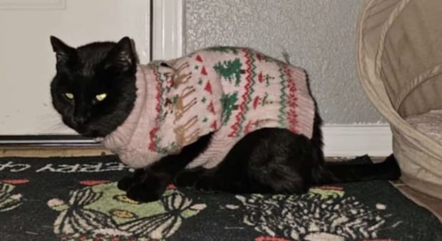 いったいなぜ…？外出から帰ると、毎回違う『セーター』を着て帰宅する猫ちゃん　真相は謎のまま