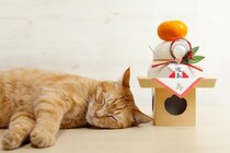 猫が『干支』に入れなかったのはなぜ？興味深い3つの説をご紹介