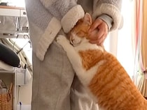 甘えん坊の元野良猫→作業中のママに…かまってほしくて見せた『悶絶級の行動』が29万再生「ほんとに相思相愛なのね」「なんて素敵な日常」