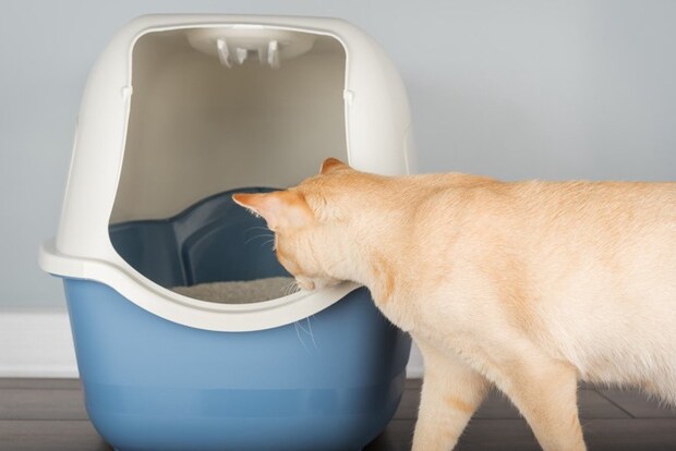 猫トイレの中をのぞく猫
