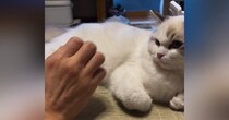 愛猫のことを撫でようと『手を伸ばした』次の瞬間…まるでコントのような『まさかの展開』に爆笑の声「ずっと見ていられるｗ」「貫禄ありありｗ」