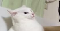 「想像以上にドン引きしてて笑った」→白猫の視線の先には……爆笑必至の光景がSNSで反響「助けを求める目配せがｗ」「可愛すぎるｗ」