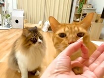 野良時代を生き抜いた２匹のネコ→SNSで話題の『賢さチェック』をした結果…『意外な光景』が話題「ポンコツだったｗｗ」「必死な顔がｗ」