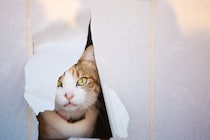 猫に『和室』を荒らされないための対策4つ　畳やふすまを綺麗に保つための工夫とは