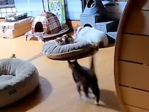 妹ネコの体調不良に気が付いたネコ→心配そうなそぶりを見せて…思わず感動する『愛にあふれた行動』が話題「健気な姿に泣けてくる」「優しい」