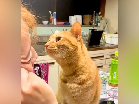 お母さんに顔を近づける猫→キスするのかと思いきや…まるでコントのような『まさかの展開』が52万再生「猫もすっとぼけるんだな」「芸人かw」