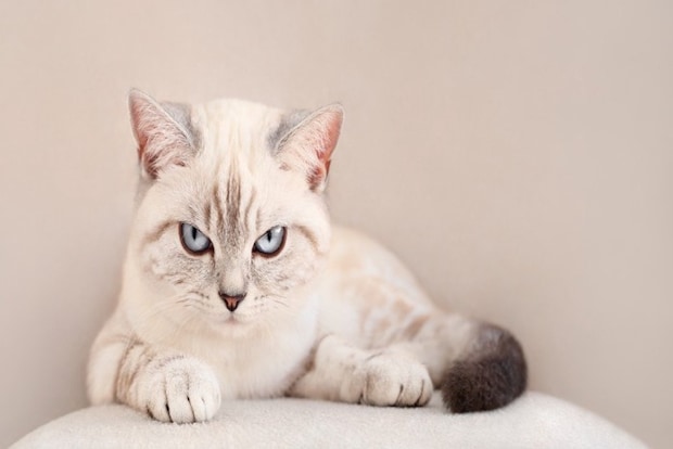 嫌な気持ちの猫