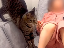 保育園帰りでテレビに夢中な女の子→どうしても構ってほしいネコが…愛おしすぎる『健気な行動』が26万再生「前世で姉妹かも」「大好きなんだね」