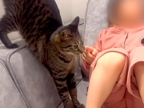 保育園帰りでテレビに夢中な女の子→どうしても構ってほしいネコが…愛おしすぎる『健気な行動』が26万再生「前世で姉妹かも」「大好きなんだね」