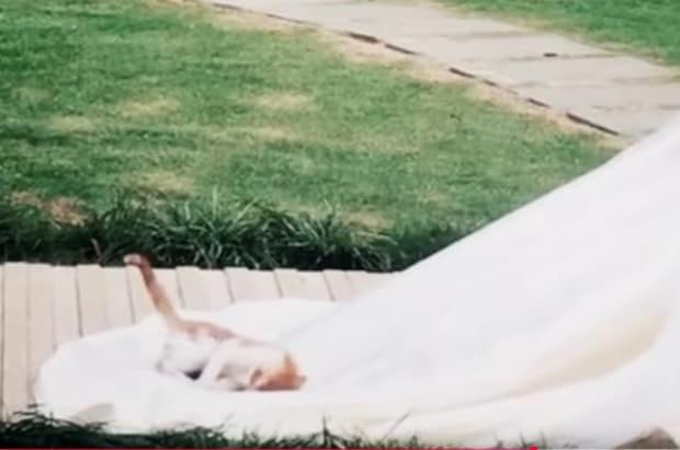 花嫁のベールの上で寝る猫