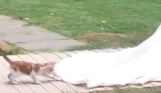 花嫁のベールにじゃれつく猫