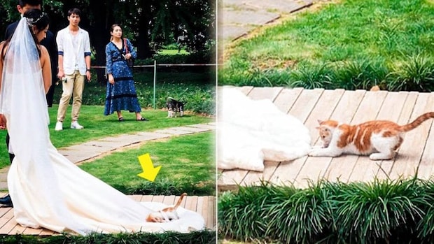 結婚式のサプライズゲストは可愛い『子猫』!みんなが笑顔になった、最高のハッピーエンドとは?