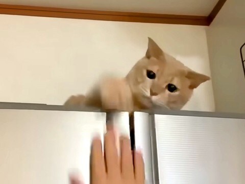 冷蔵庫の上にいるネコに手を伸ばして遊ぶ男の子→6年後、同じ場所でジャンプしてみせたら…『想像以上のリアクション』が話題「大きくなったね」