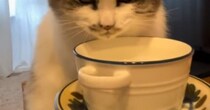 『ティーカップに入った水を飲む猫』の様子を見てみると…まさかの『衝撃的な顔』に笑っちゃう人が続出「圧が凄いｗ」「真剣すぎて可愛いｗ」