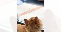 窓の外にいる『虫』が気になる猫→飛んで行った次の瞬間…予想外の『大暴れ』に「想像以上で爆笑した」「全然終えてないｗ」と笑っちゃう人が続出