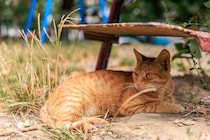 校庭に住み着いた猫たちに「日よけキャットハウス」を！不用紙をリサイクルする取り組みが話題に　セネガル