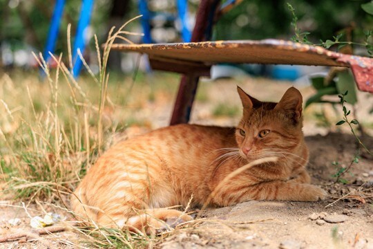 校庭に住み着いた猫たちに「日よけキャットハウス」を!不用紙をリサイクルする取り組みが話題に セネガル