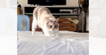 「キレッキレの動きに笑ったｗ」無人の部屋でひとり遊びする猫を見てみると…思わず笑顔になる光景に８万いいね「活動的で素晴らしい」