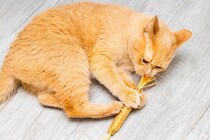 猫に『またたび』をあげて本当に大丈夫？与える際に守るべき4つの注意点