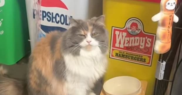 動物病院で肥満だと言われて…猫のごはんを減らした結果→予想外の行動に笑っちゃう人が続出「訴えてらっしゃるw」「ひっくり返してもないよw」