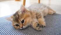 ウトウトする子猫→隣にもう一匹子猫がやってきて……『尊すぎる瞬間』に癒される人が続出「とっても可愛い」「ふわふわの天使たち」