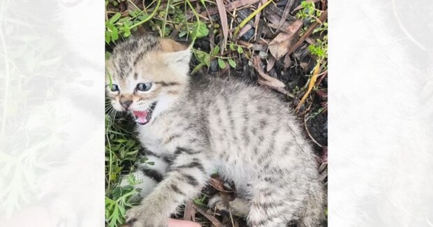 交通量の多い道で『動けなくなっていた子猫』と出会った結果…愛にあふれた記録が153万再生「号泣です…」「涙が止まらない」と感動の声続出