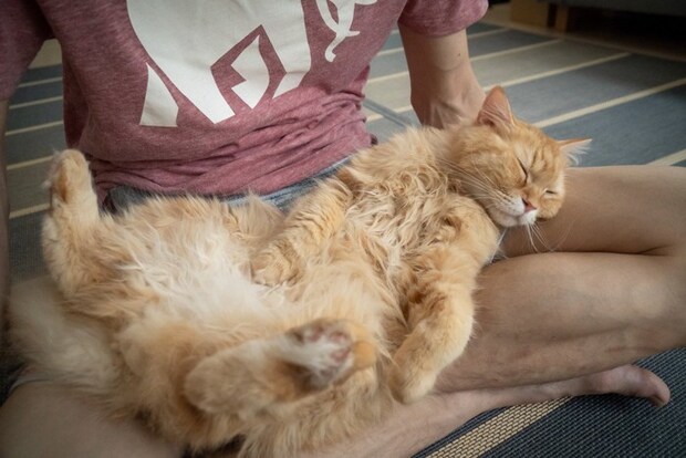 股の間で寝る猫