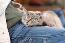 猫はなぜ『人の股の間でくつろぐ』のが好き？猫を魅了する4つのワケ