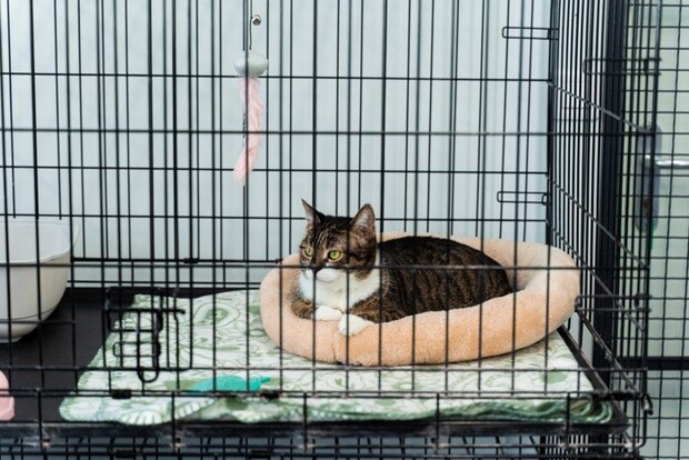 ケージの中で休む猫