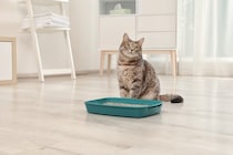 猫のための『介護用品』はどんなものが必要？あると助かる7つのアイテム