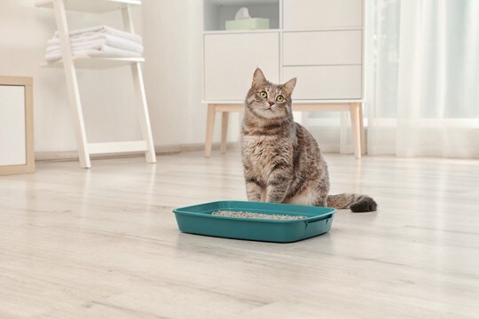 猫のための『介護用品』はどんなものが必要?あると助かる7つのアイテム