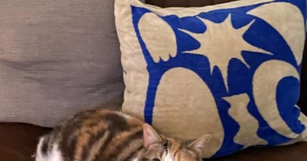 トイレから戻った猫の飼い主さん→椅子の上を見てみたら…愛猫が見せた『たまらない表情』に「ちょっと申し訳なさそうなのが良いｗ」「可愛い」