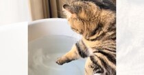 バケツに入った水を触って遊ぶ猫を見ていると……『まさかの瞬間』と可愛い光景が139万再生「心臓がギュンってなった」「5億回くらい見た」