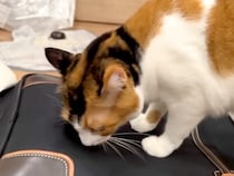 ネコがいる妹の家で２泊３日した結果…帰宅を待っていた愛猫たちが見せた『恋人のような反応』が話題「ど迫力すぎるｗ」「待ち遠しかったのね」