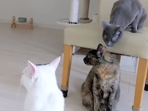 女の子が帰宅するのを待つ猫４匹→熱烈歓迎するかと思ったら…『思ったのと違う反応』が60万再生「ソワソワしてたのにｗ」「ツンデレ可愛い」